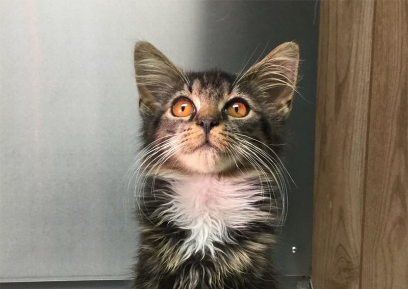 Animal Medical Clinic Sumter Veterinary Hospital