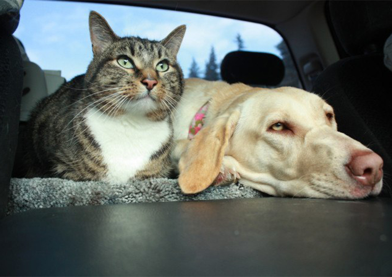 Dog Cat Veterinary Care, Sumter