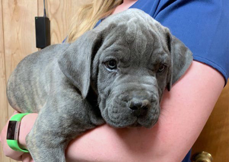 Animal Medical Clinic Sumter Veterinary Hospital